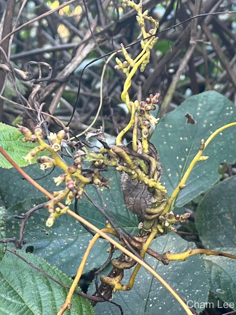 Cuscuta reflexa Roxb.